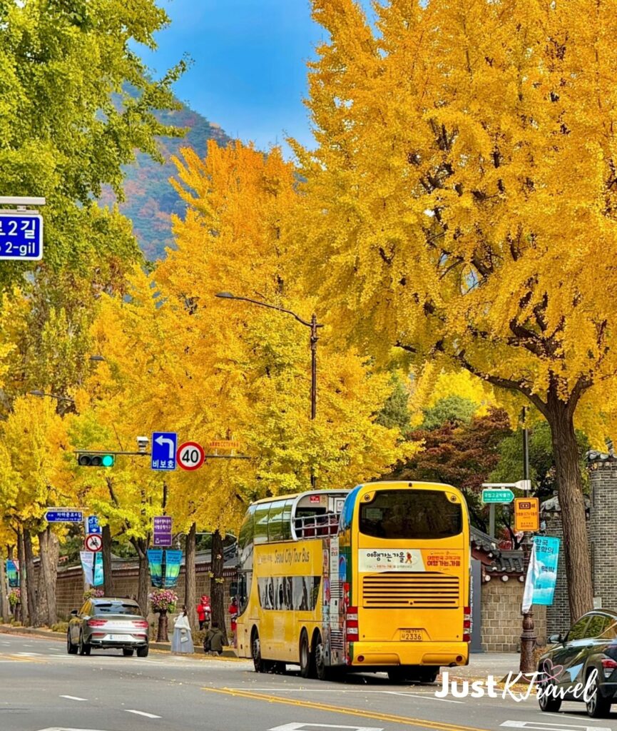 Seoul City Tour Bus during autumn foliage season