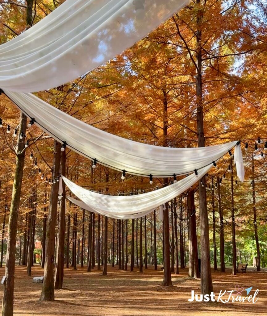 Nami Island autumn foliage near Seoul day trip