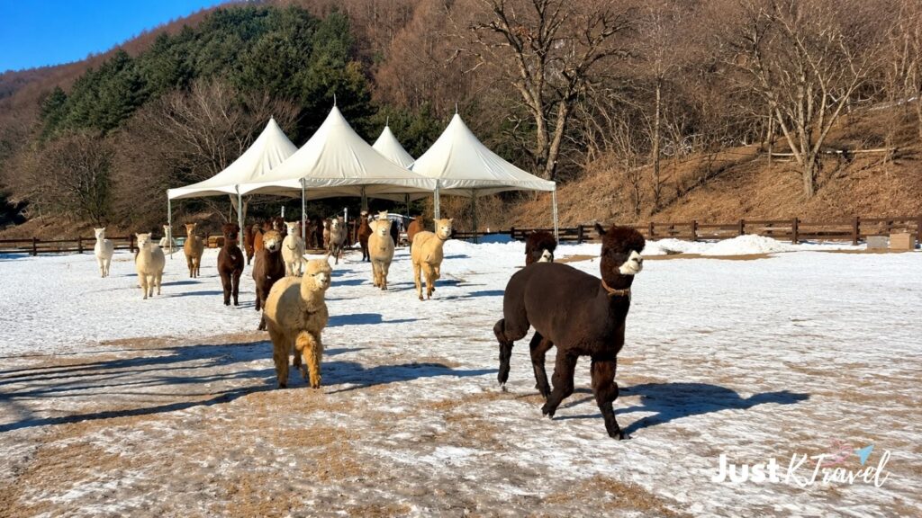 Visitors meeting alpacas at Alpaca World in winter