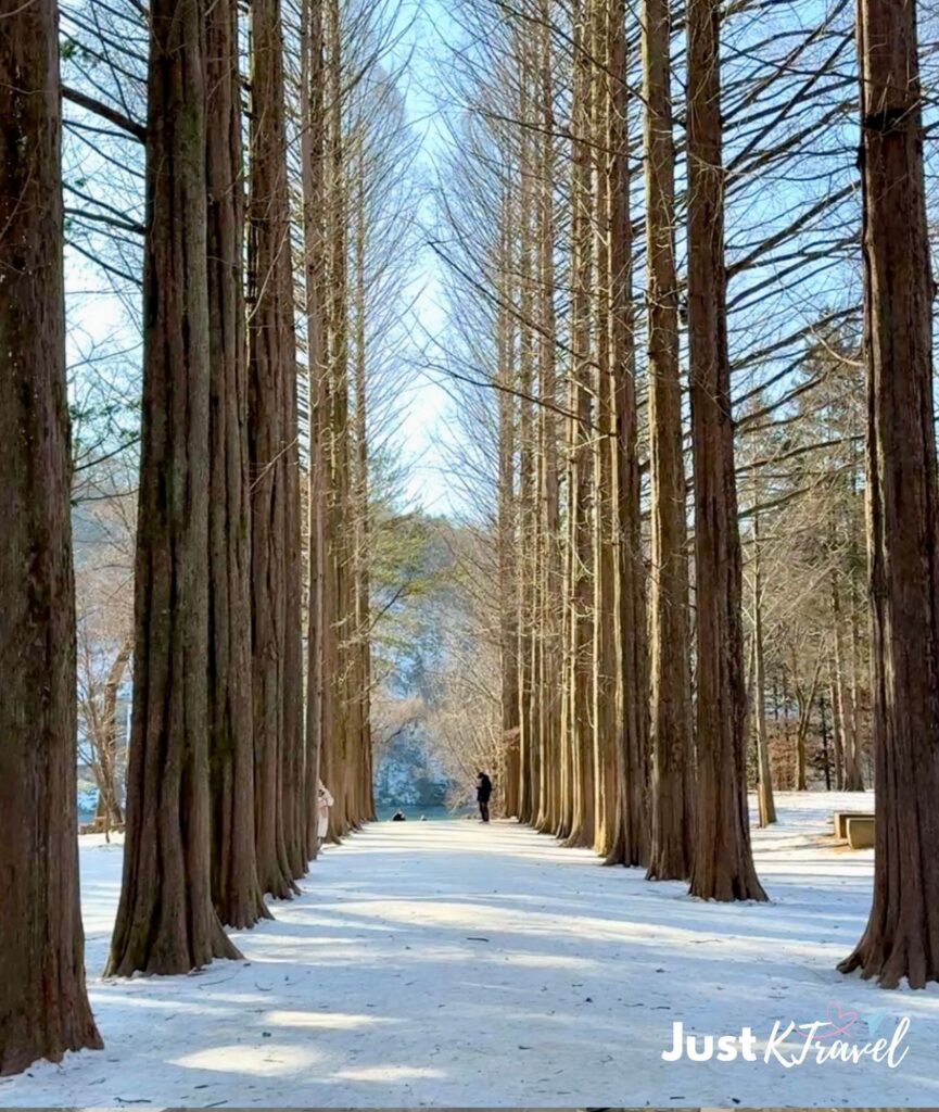 Snow-covered road and trees on Nami Island in winter