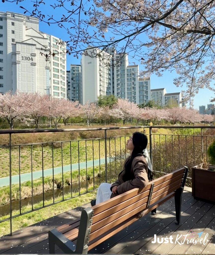 Spring in South Korea with cherry blossoms