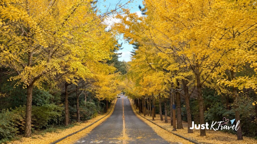 Autumn ginkgo trees at Jeju National University